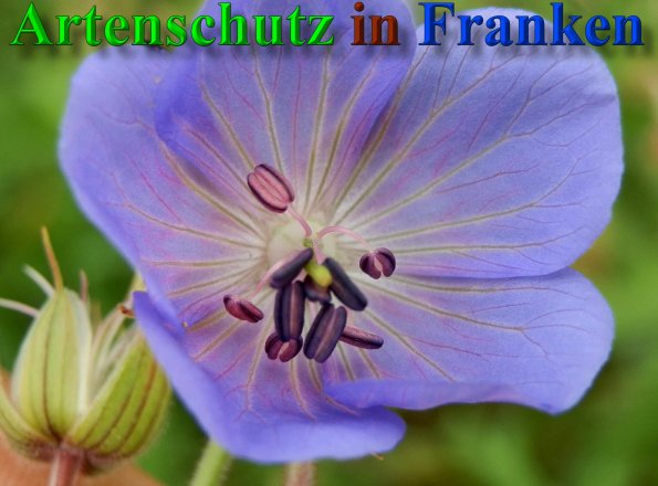 Copyright AiS- Albert Meier Bild zum Eintrag (40241-160)