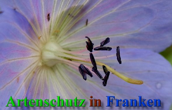 Copyright AiS- Albert Meier Bild zum Eintrag (40242-160)