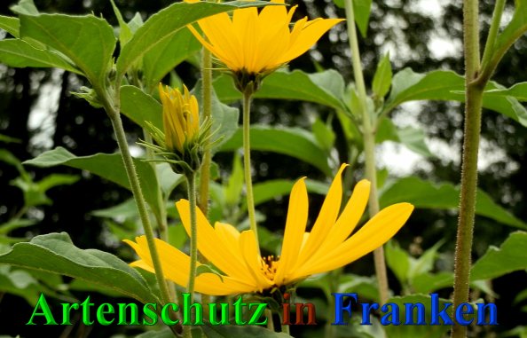 Copyright AiS- Albert Meier Bild zum Eintrag (40245-160)