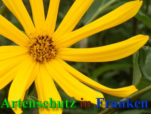 Copyright AiS- Albert Meier Bild zum Eintrag (40246-160)