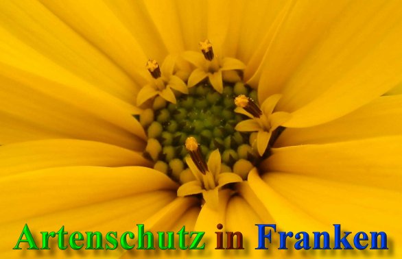 Copyright AiS- Albert Meier Bild zum Eintrag (40247-160)