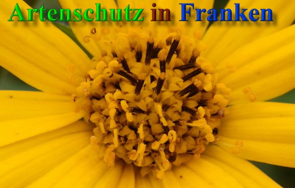 Copyright AiS- Albert Meier Bild zum Eintrag (40248-160)