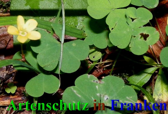 Copyright AiS- Albert Meier Bild zum Eintrag (40528-160)