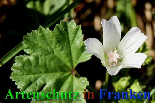 Copyright AiS- Albert Meier Bild zum Eintrag (40610-160)