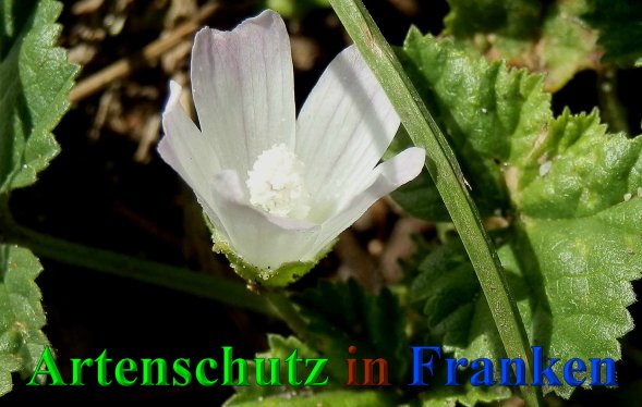 Copyright AiS- Albert Meier Bild zum Eintrag (40611-160)