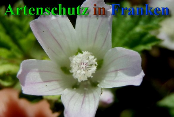 Copyright AiS- Albert Meier Bild zum Eintrag (40612-160)