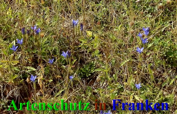 Copyright AiS- Albert Meier Bild zum Eintrag (40702-160)