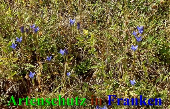 Bild zum Eintrag (40702-160)