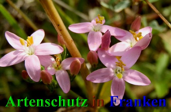 Copyright AiS- Albert Meier Bild zum Eintrag (40705-160)