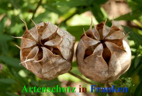 Copyright AiS- Albert Meier Bild zum Eintrag (41016-160)