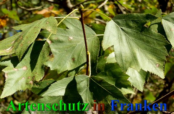 Copyright AiS- Albert Meier Bild zum Eintrag (41139-160)