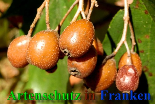 Copyright AiS- Albert Meier Bild zum Eintrag (41140-160)