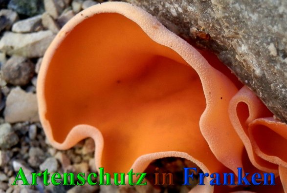 Bild zum Eintrag (41144-160)