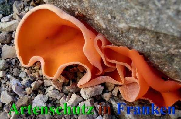 Copyright AiS- Albert Meier Bild zum Eintrag (41145-160)