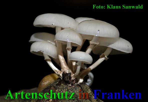Copyright AiS-Klaus Sanwald Bild zum Eintrag (41190-160)