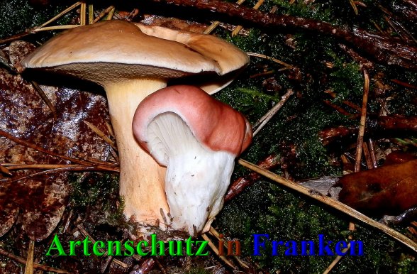Copyright AiS-Albert Meier Bild zum Eintrag (41283-160)