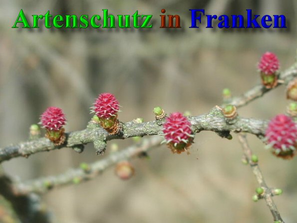 Copyright AiS- Albert Meier Bild zum Eintrag (41502-160)