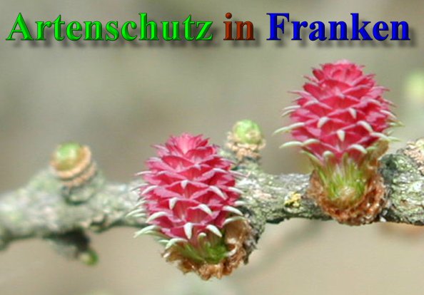 Copyright AiS- Albert Meier Bild zum Eintrag (41503-160)