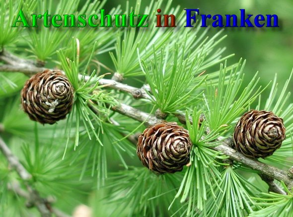 Copyright AiS- Albert Meier Bild zum Eintrag (41504-160)