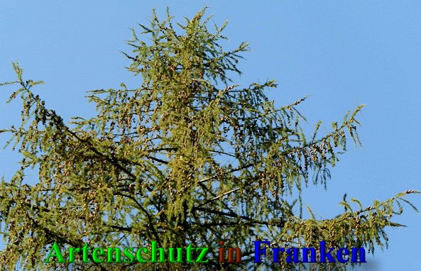 Copyright AiS- Albert Meier Bild zum Eintrag (41540-160)