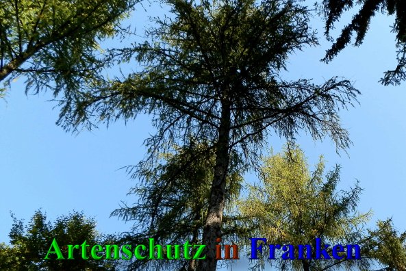 Copyright AiS- Albert Meier Bild zum Eintrag (41541-160)