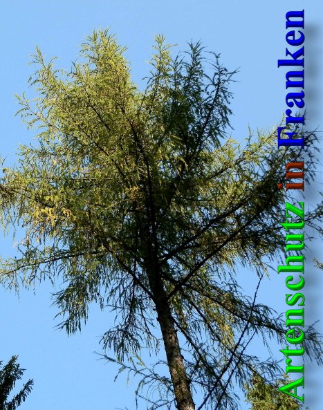 Copyright AiS- Albert Meier Bild zum Eintrag (41542-160)