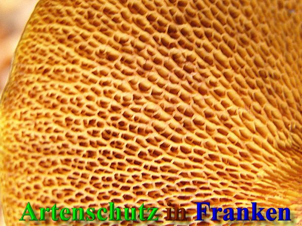 Copyright AiS- Albert Meier Bild zum Eintrag (41591-160)