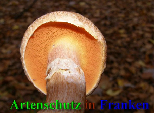 Copyright AiS- Albert Meier Bild zum Eintrag (41593-160)