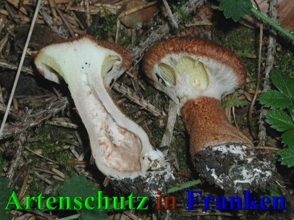 Copyright AiS- Albert Meier Bild zum Eintrag (41594-160)