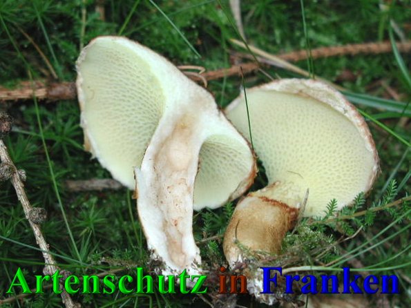 Copyright AiS- Albert Meier Bild zum Eintrag (41595-160)