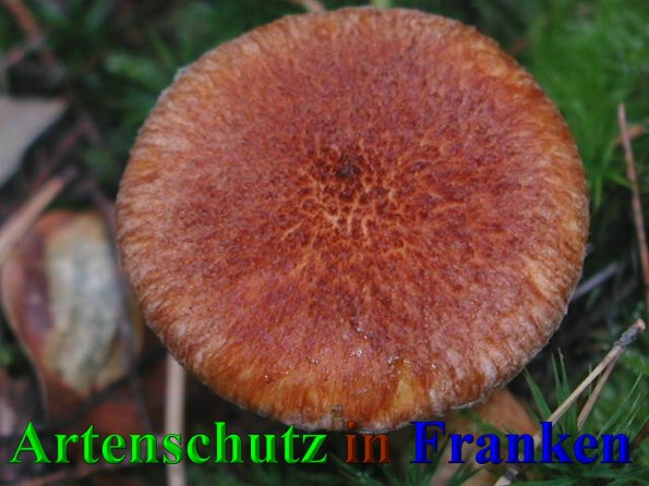 Copyright AiS- Albert Meier Bild zum Eintrag (41596-160)