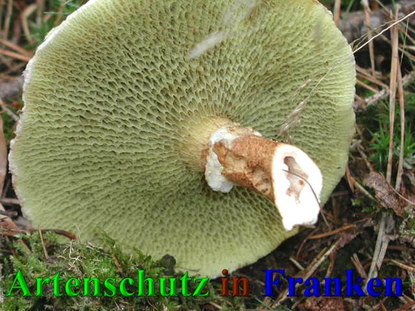 Copyright AiS- Albert Meier Bild zum Eintrag (41597-160)