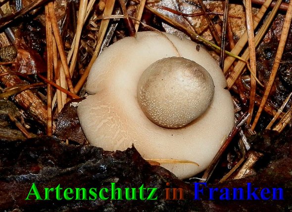Copyright AiS- Albert Meier Bild zum Eintrag (41601-160)
