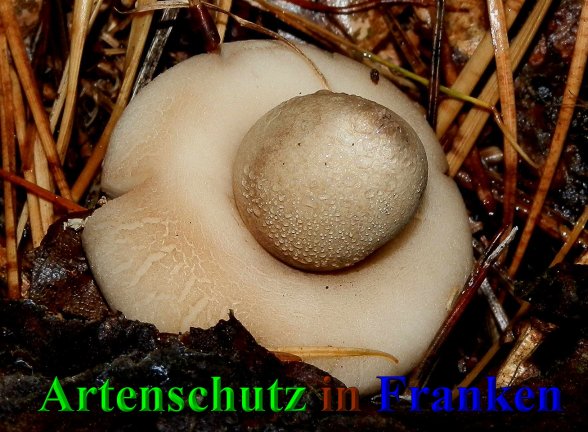 Copyright AiS- Albert Meier Bild zum Eintrag (41602-160)