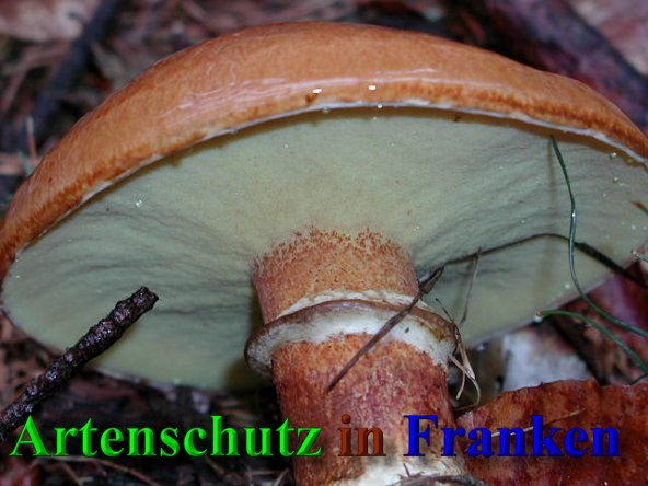 Copyright AiS- Albert Meier Bild zum Eintrag (41603-160)