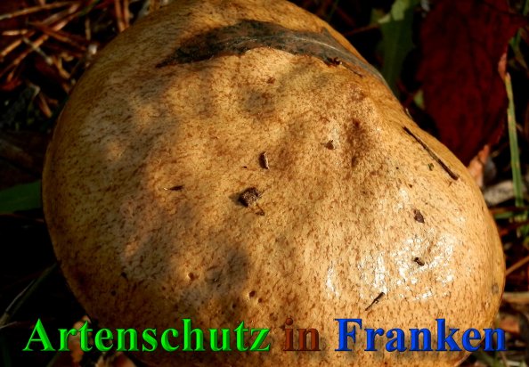 Copyright AiS- Albert Meier Bild zum Eintrag (41709-160)