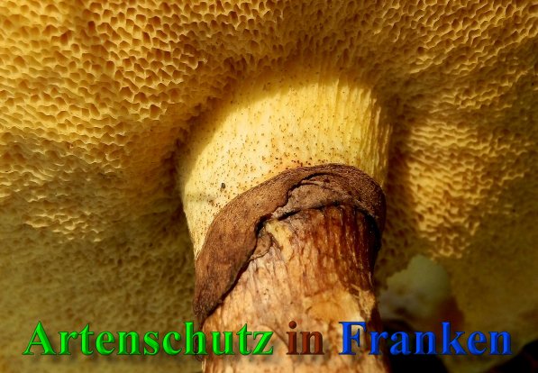 Copyright AiS- Albert Meier Bild zum Eintrag (41710-160)
