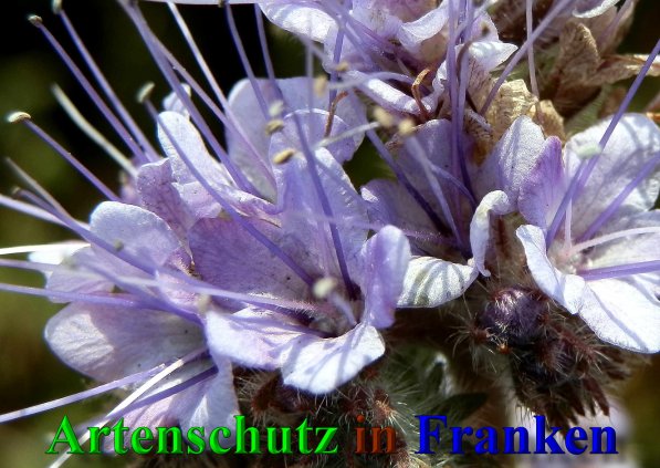 Copyright AiS- Albert Meier Bild zum Eintrag (42116-160)