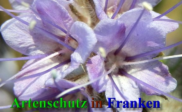 Copyright AiS- Albert Meier Bild zum Eintrag (42117-160)