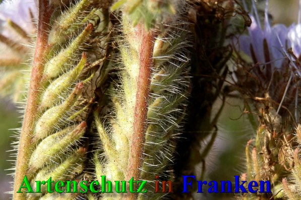 Copyright AiS- Albert Meier Bild zum Eintrag (42119-160)