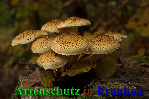 Copyright AiS-Klaus Sanwald Bild zum Eintrag (42131-160)