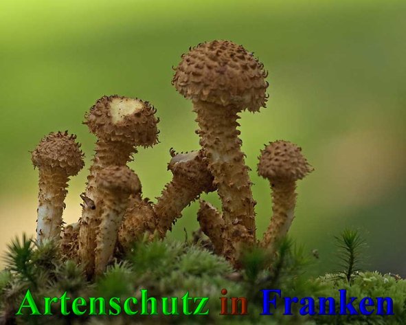 Copyright AiS-Klaus Sanwald Bild zum Eintrag (42132-160)