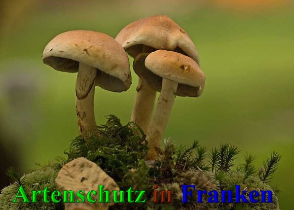 Copyright AiS-Klaus Sanwald Bild zum Eintrag (42134-160)