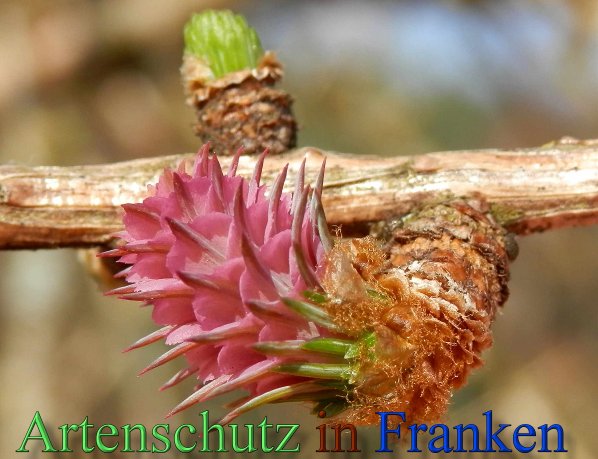 Copyright AiS- Albert Meier Bild zum Eintrag (44876-160)