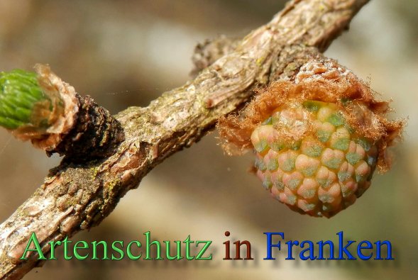 Copyright AiS- Albert Meier Bild zum Eintrag (44877-160)