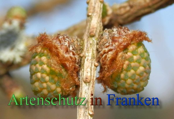 Copyright AiS- Albert Meier Bild zum Eintrag (44878-160)