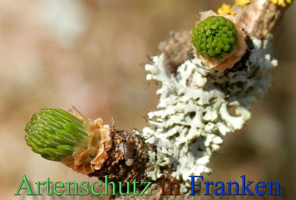 Copyright AiS- Albert Meier Bild zum Eintrag (44880-160)