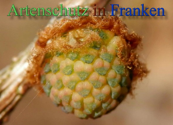 Copyright AiS- Albert Meier Bild zum Eintrag (44881-160)
