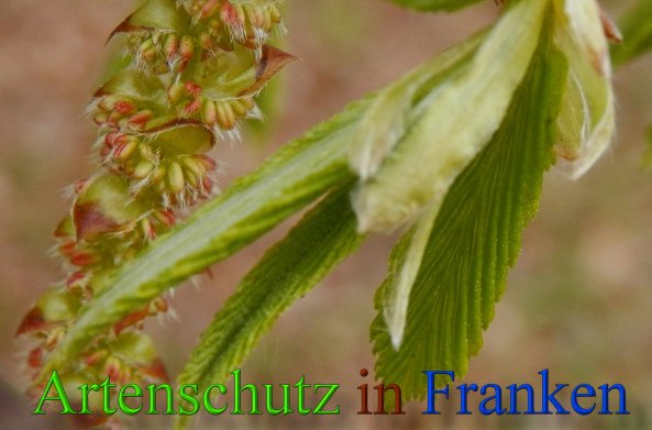Copyright AiS- Albert Meier Bild zum Eintrag (45420-160)