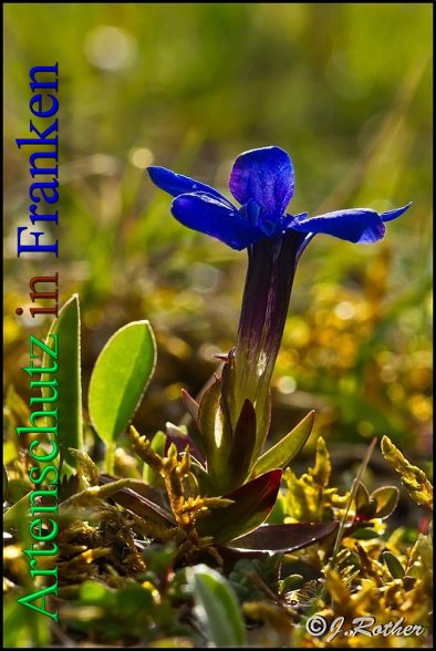 Copyright AiS-Johannes Rother Bild zum Eintrag (46132-160)